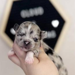 Delilah - Merle female Chihuahua puppy in Harrison, Michigan from Cloud9 Chihuahuas