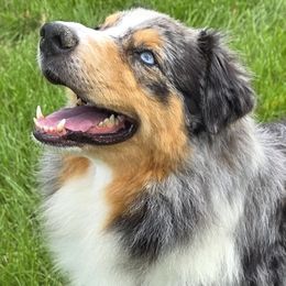Bea - Australian Shepherd