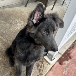 German Shepherd Puppies from Devon Rugerio's German Shepherds