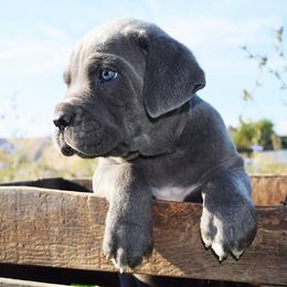 Girl 2 - Gray brindle female Cane Corso puppy in Emmett, Idaho from NorthWood’s Cane Corso