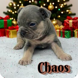Chaos - Liver male French Bulldog puppy in Amarillo, Texas from Bomb City Bulldogs
