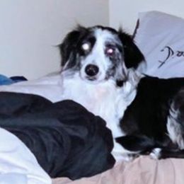  from Fancy poodle kennel