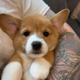 Ginger - Red female Pembroke Welsh Corgi puppy in Dayton, Ohio from MB Corgis