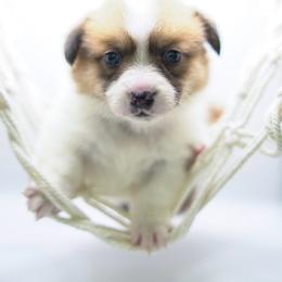Nala - Fawn female Pembroke Welsh Corgi puppy in Vacaville, California from Hope_4thebay_Corgis