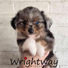 Fuji - Blue merle male Miniature Australian Shepherd puppy in Dowagiac, Michigan from Wrightway Wigglebutts
