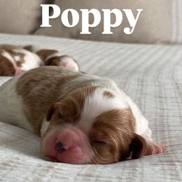 Poppy - Blenheim Cavalier King Charles Spaniel puppy in Broxton, Georgia from Cavalier & Co.