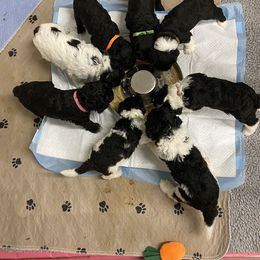 Portuguese Water Dog Puppies from Aguas De Seda PWD
