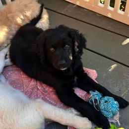 Boy 4 - Black male Goldendoodle puppy in Gig Harbor, Washington from Sandy’s Goldendoodles