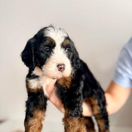 Cleo - Tri-color female Bernedoodle puppy in Midland, Texas from Southern Oak Breeders LLC