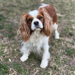 Zuri - Cavalier King Charles Spaniel