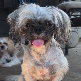 C.C. - Shih Tzu