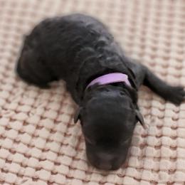 Pumi Puppies from Marylynn Carrasco