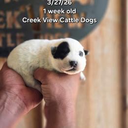 Girl 2 - Blue female Australian Cattle Dog puppy in Monroe, North Carolina from Creek View Cattle Dogs