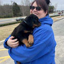 Rottweiler Puppies from Vom Arnold-Hause Rottweilers