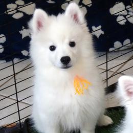 GOLD - Rembrandt REMI - White male American Eskimo Dog puppy in Redlands, Ca, Usa, California from Tribe of Aryelle