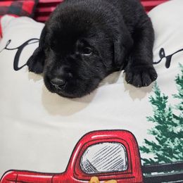 Boy 4 - Black male Labrador Retriever puppy in Soddy Daisy, Tennessee from Lakeside Labs