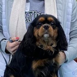 Cavalier King Charles Spaniels from SnowToz Cavaliers