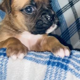 Girl 2 - Fawn female Boxer puppy in Wellsville, Missouri from Casino Boxers