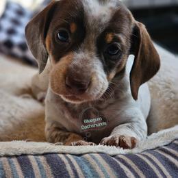 Vera smooth chocolate heavy ticked pie - Chocolate and tan female Dachshund puppy in Herald, California from Bluegum Dachshunds