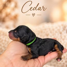 Cedar - Phantom male Bernedoodle puppy in Erda, Utah from Country Lane Doodles