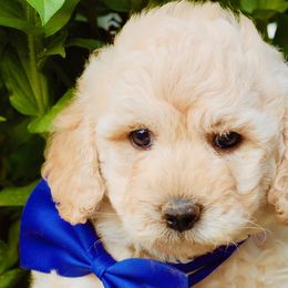 Shiloh - Cream Goldendoodle puppy in Huntington, Arkansas from Prairie Creek Goldendoodles