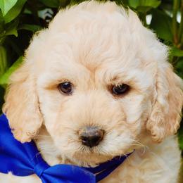 Shiloh - Cream Goldendoodle puppy in Huntington, Arkansas from Prairie Creek Goldendoodles
