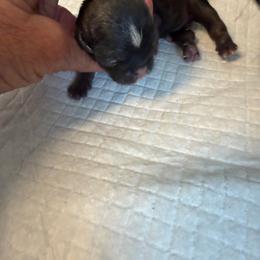 Puppy 2 - Sable and white male Shih Tzu puppy in Reddell, Louisiana from TINYSHIHTZUFURU