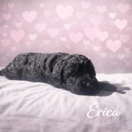 Erica Sinclair - Black female Bernedoodle puppy in Bennett, Colorado from Darling Paws Bernedoodles, LLC