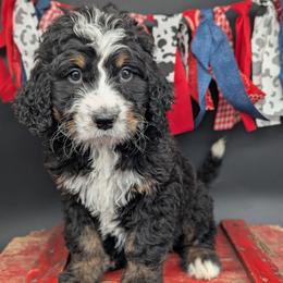 Lola - Tri-color female Bernedoodle puppy in Lancaster, Minnesota from Richardville Hunde