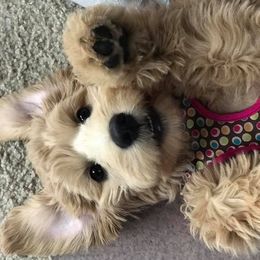 Goldendoodles from Maryland Designer Doodles