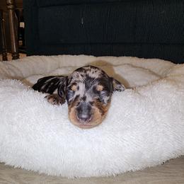 Dachshund Puppies from K Rae's Dachshunds