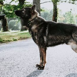 Judas Glock - German Shepherd