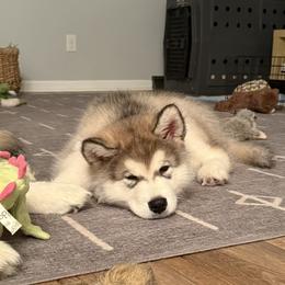 Alaskan Malamute Puppies from Alpenglow Alaskan Malamutes