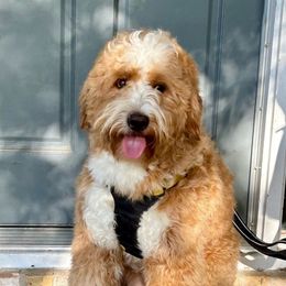 Sawyer - Bernedoodle