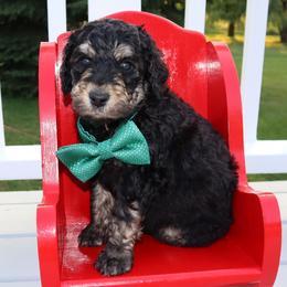 Bernedoodle and Goldendoodle Puppies from Angie's Goldendoodles/Angies doodles LLC