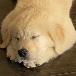 Golden Retriever Puppies from Graceful Golden Retrievers