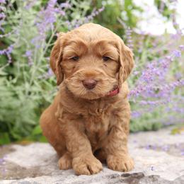 Pink - Caramel female Australian Labradoodle puppy in Williamstown, New York from Lewis Manor Labradoodles