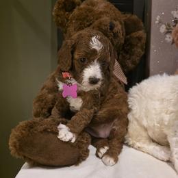 Belle - Red  female Goldendoodle puppy in Bristol, Tennessee from 4goldendoodles