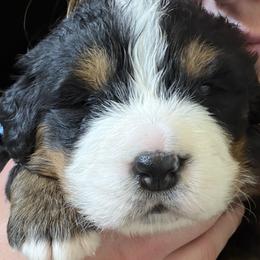 Girl 1 - female Bernese Mountain Dog puppy in Waco, Texas from Van Amburgh Family Farm - Bernese Mountain Dogs