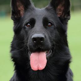 Ella - German Shepherd
