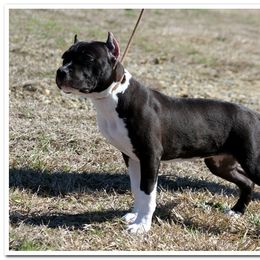 American Staffordshire Terrier Puppies from Diane Guilmette