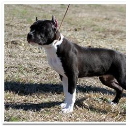 American Staffordshire Terrier Puppies from Diane Guilmette
