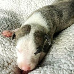 Quincy - Blue brindle Whippet puppy in Delaware, Ohio from Unionblue Whippets