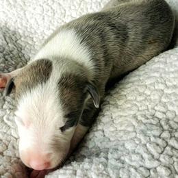Quincy - Blue brindle Whippet puppy in Delaware, Ohio from Unionblue Whippets