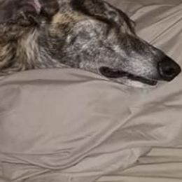 Greyhounds and Italian Greyhounds from Supernova Sighthounds