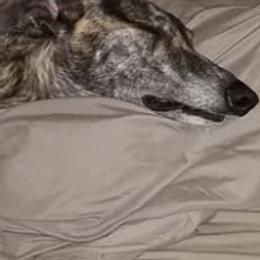 Greyhounds and Italian Greyhounds from Supernova Sighthounds