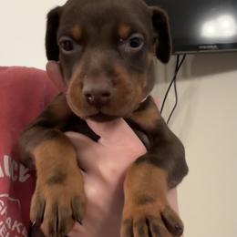 Light Pink Collar female - Red and rust female Doberman Pinscher puppy in Madison, Indiana from Jensen Dobermans and Dachshunds