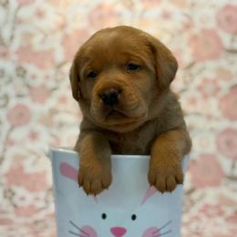 Peri - Yellow male Labrador Retriever puppy in Isle, Minnesota from Dog Ear Outfitters