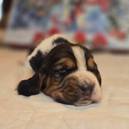Faline - Black white and brown female Basset Hound puppy in Valley, Washington from Enchanted Valley Paws