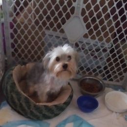Little Buddy - Yorkshire Terrier